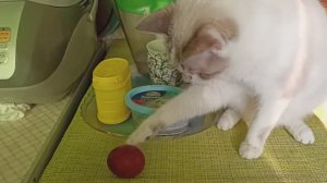 КОШКА ТОЖЕ ХОЧЕТ ПОХРИСТОСОВАТЬСЯ .ХРИСТОС ВОСКРЕСЕ, СОНЯ ! ЭТО ТЕБЕ ЯЙЦО.