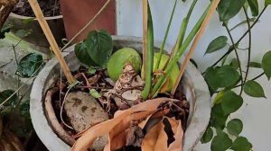 Потеряла мужа в незнакомом городе в чужой стране! Таиланд. Чиангмай.