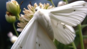 СМС, вне зоны доступа.