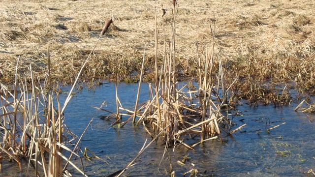 Кадры  дня 29 марта 2026 / Ижора. Межстоличье.