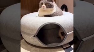 Никакого покоя🫠