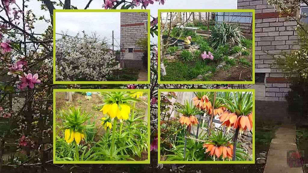 ЦВЕТУТ САДЫ В ДУШЕ У НАС ВЕСНА 2026