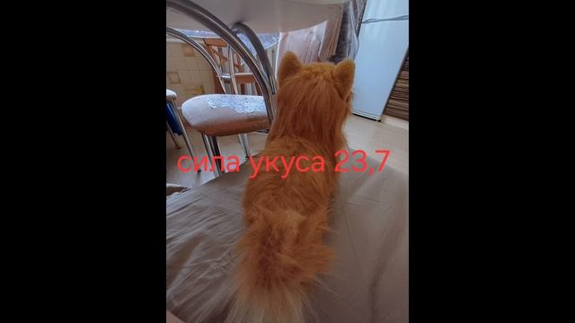 рубрика какая собака сильнее