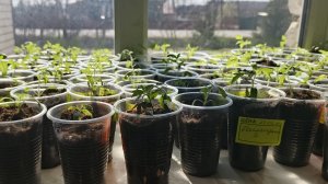 Ура! Рассада томатов вся распикирована.Много миленьких растюшек.🤗