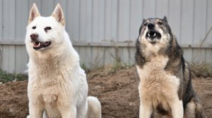 О лайках и людях