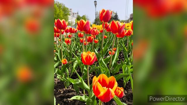 г.Липецк. Тюльпаны в Верхнем парке. Апрель 2024 г.