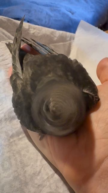 Стрижи вернулись!