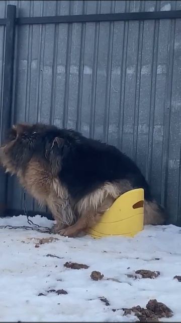 животные приколы