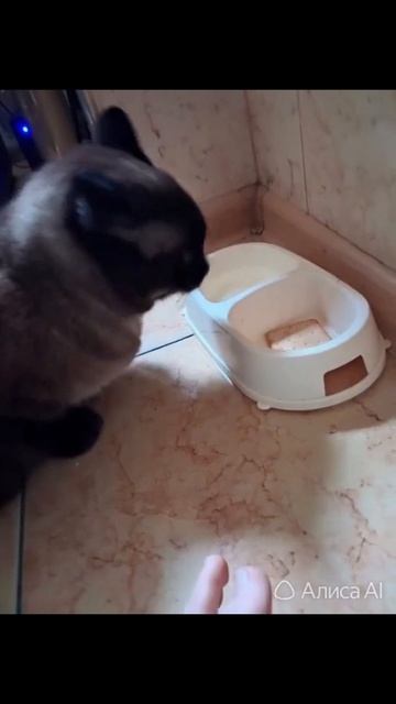 Что делал кот пока нас небыло дома