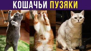 КОШАЧЬИ ПУЗЯКИ) Приколы с котами