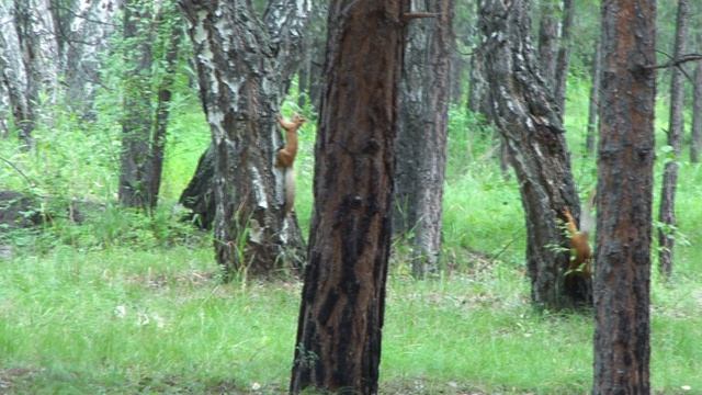 Молодые бельчата играют