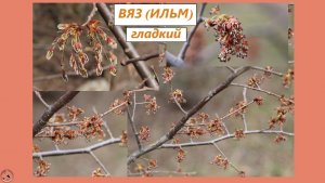 Вяз гладкий цветёт и образует семена-крылатки