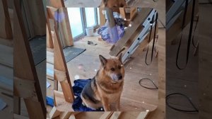 1000055830.mp4 (Собака наблюдает за устройством лестницы на 2-ой этаж в доме А-фрейм)