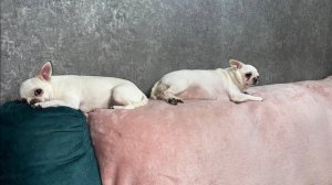 Доброго всем вечера и самой спокойной ночи.