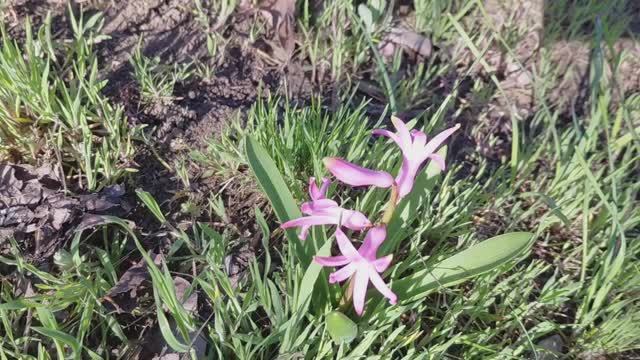 Идёт посадка цветов,зелени.Привезли веер Японский и картины.Варим креветки.