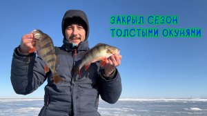 Закрыл сезон толстыми окунями #окунь #зимняярыбалка #рыбалка #deeper #хмао