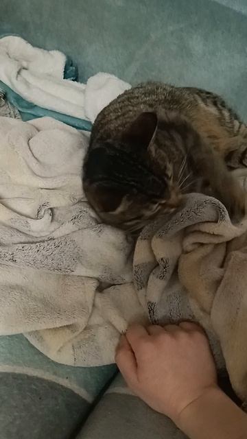 Милая Константа😻