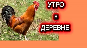 Утро в деревне. Петух куры
Просыпайтесь-слнце встало Кукареку!
