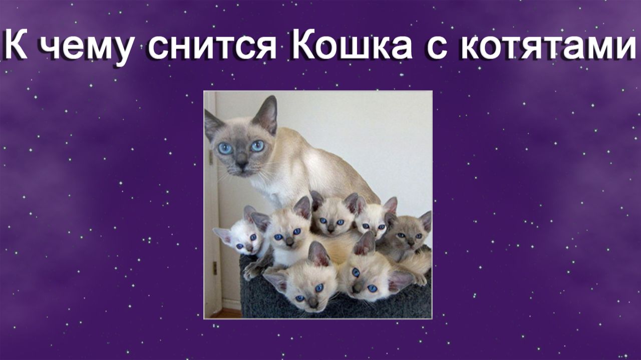 К чему снится Кошка с котятами - толкование сна
