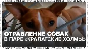 Случаи отравления собак зафиксированы в парке "Крылатские холмы" в Москве