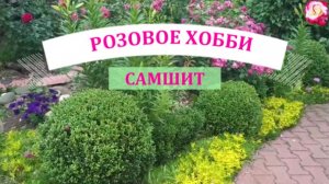 ВЫРАЩИВАЕМ САМШИТ В ПОДМОСКОВЬЕ