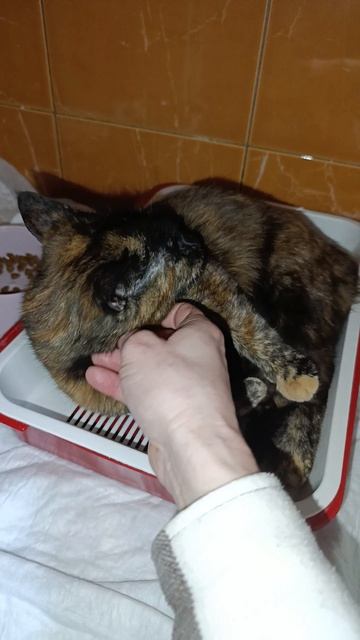 Волгоград. Ириске очень нужна ваша помощь! 🙏
У нас снова новенькая, и ситуация крайне непростая.