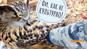 Аист зашёл в гости. Сову Ёлку согнали с подушки и отправили гулять всем стримом