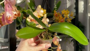 ПЕРЕСАДКА азиатской ОРХИДЕИ из размера 1,7 ✅ #орхидеи