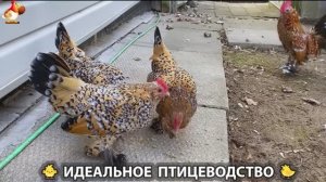 Идеальное птицеводство достойно восхищения 🐓🦆🦢🦚🦃🐔 эпизод (485)