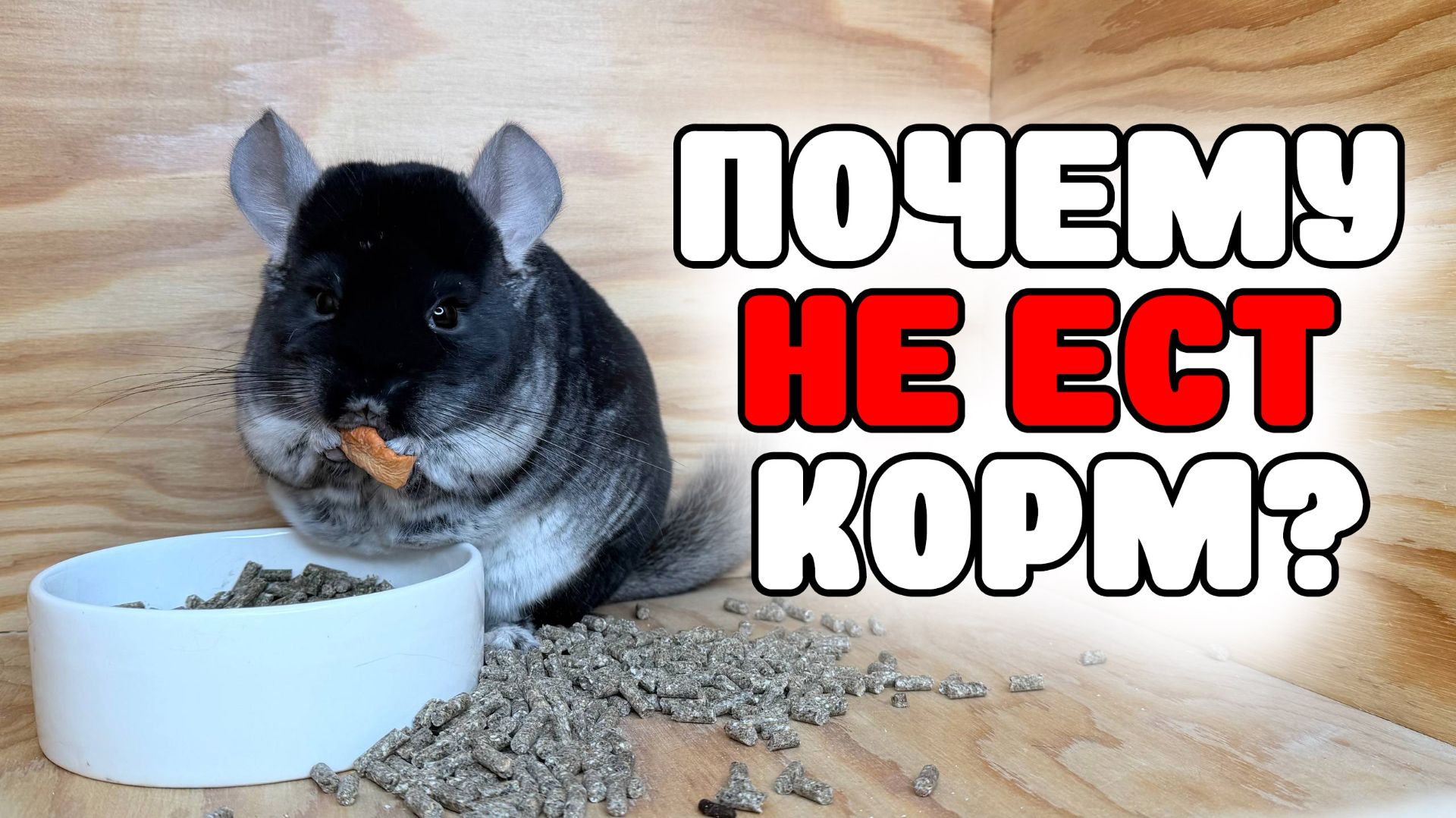 Почему шиншилла НЕ ЕСТ КОРМ? | Перекидывает миску | Как ОТУЧИТЬ?