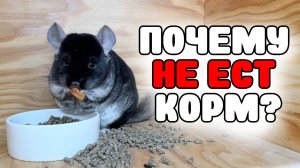 Почему шиншилла НЕ ЕСТ КОРМ? | Перекидывает миску | Как ОТУЧИТЬ?