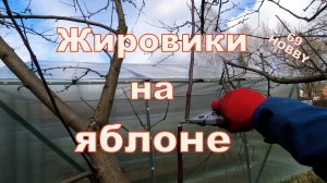 Работа с жировиками и однолетним приростом на яблоне после понижения!
