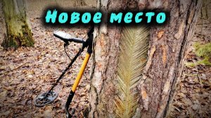 Поиски на новом месте, где в старину собирали смолу.