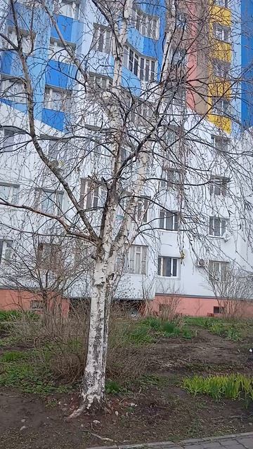 Береза это не просто - 2, 3 кг дров!