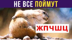 ЖПЧШЦ )) Приколы