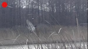 Сбиваю селезня