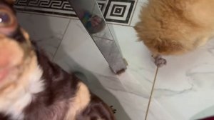 Вот ведь выпендрежники, видимо налопались сегодня.