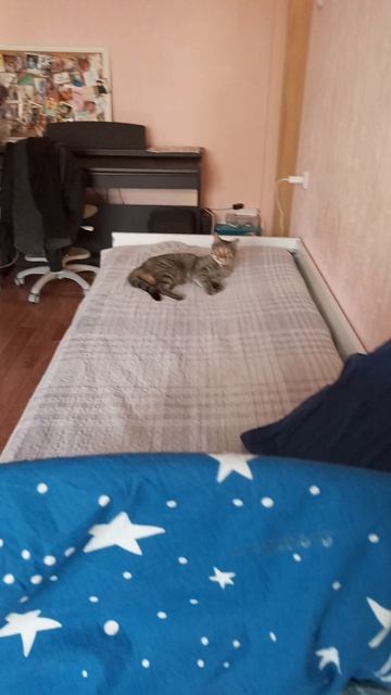 Кошка🐱 дурачатся 😂😂😂