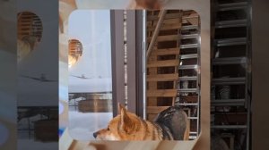 1000055831.mp4 (Собака наблюдает за устройством лестницы на 2-ой этаж в доме А-фрейм)