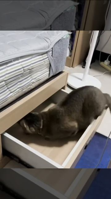 Когда к хозяйке пришли внуки