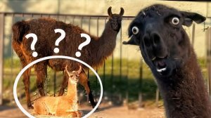 ЧУЖОЙ малыш у  Розочки?😲 Такой МИЛЕНЬКИЙ ламёнок!☺ Пришлось вести СЛЕДСТВИЕ и узнавать кто чей!😅