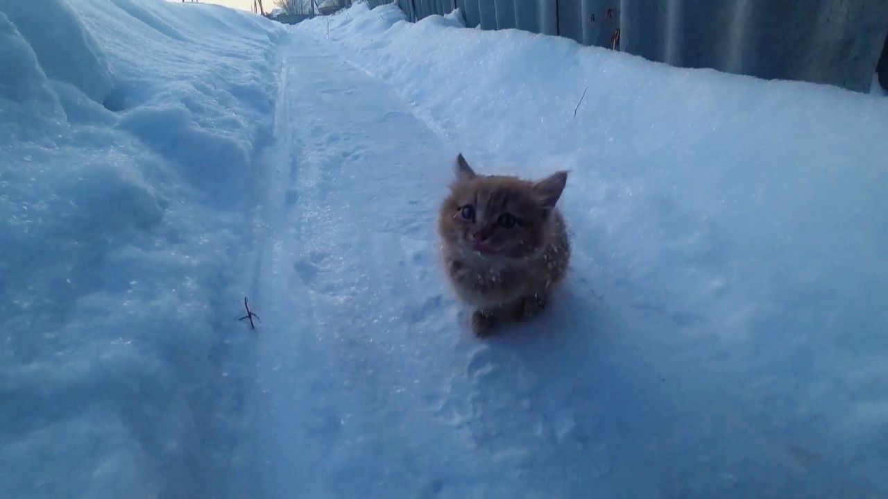 Спасение котенка. Котёнок замёрз и боится на улице, мы забираем его домой.