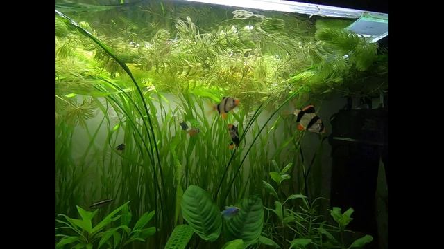 Аквариум. Суматранские барбусы. драка барбусов