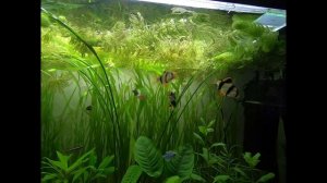 Аквариум. Суматранские барбусы. драка барбусов