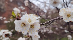 Цветение Абрикос