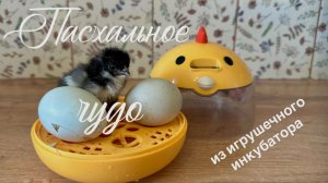 ВСЕ НЕ ВЕРИЛИ, А МЫ ЭТО СДЕЛАЛИ! Птенец на Пасху. Клетки для бройлеров.