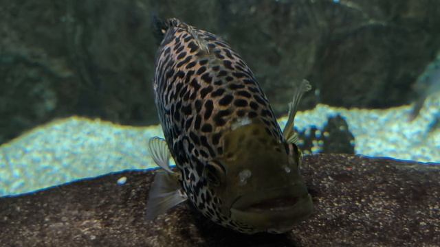 Манагуанская цихлазома, или цихлида ягуар. Красивая рыбка-хищник. Москвариум 2026