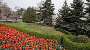 БЕСПЛАТНЫЙ Парад Тюльпанов.Севастополь.Крым 2026.