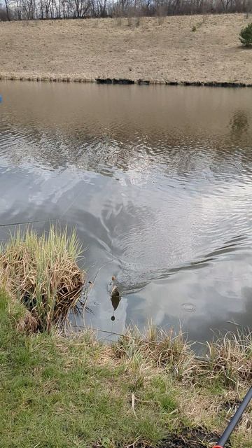 Пасхальный улов рыбалка fishing рыбалканаозере кормачки  убийцакарася  карась  ловлякарася