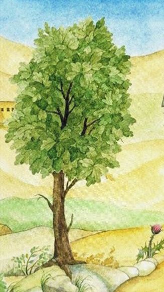 Бесплодная смоковница